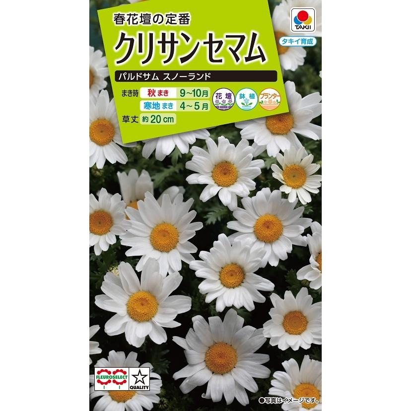 花種 NL200 クリサンセマム パルドサム スノーランド 小袋 [FCR127