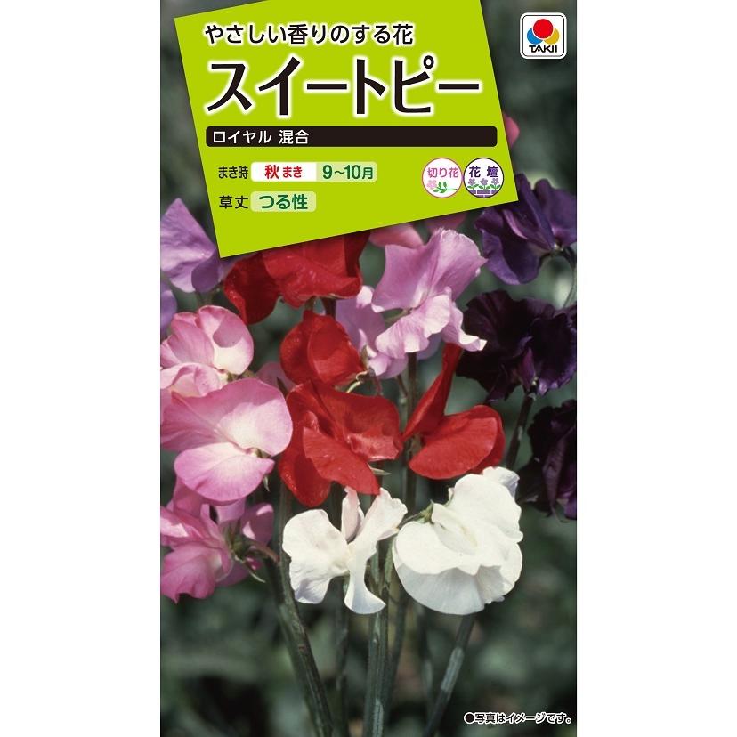 花種 NL200 スイートピー ロイヤル 混合 小袋 [FSP170]【花の種