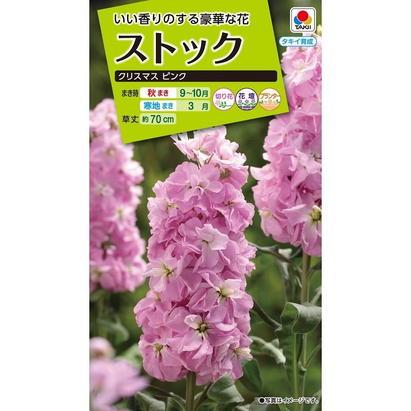花種 NL200 ストック クリスマス ピンク 小袋 [FST135]【花の種
