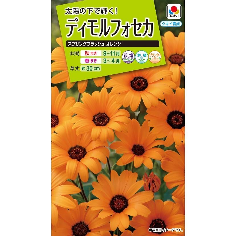 花種 Nl0 ディモルフォセカ スプリングフラッシュ オレンジ 小袋 Fzz623 花の種 タキイのタネ ガーデニング 2408 吉谷農芸yahoo 店 通販 Yahoo ショッピング
