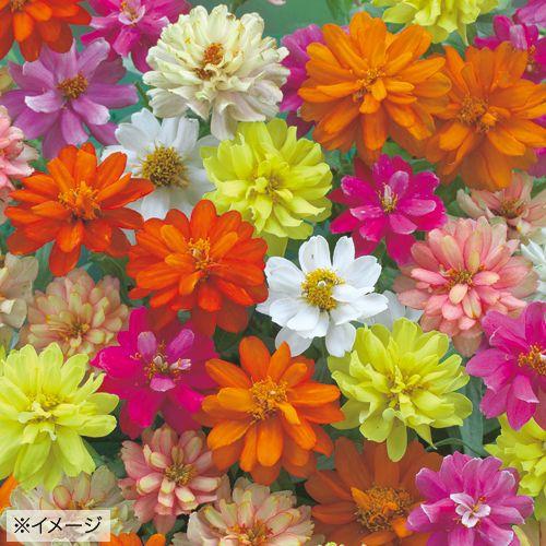 花種 NL300 百日草 ザハラダブルミックス 小袋 [FZN830]【花の種