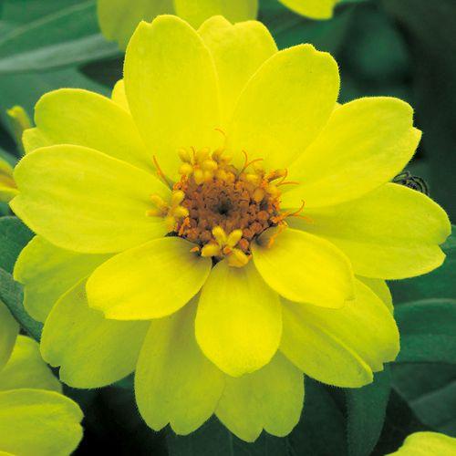 花種 NL400 百日草（ジニア） ベリーズダブルイエロー 小袋 [FZN743