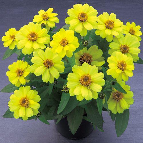 花種 NL400 百日草（ジニア） ベリーズダブルイエロー 小袋 [FZN743