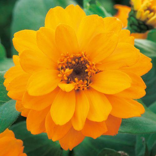 花種 NL400 百日草（ジニア） ベリーズダブルオレンジ 小袋 [FZN744