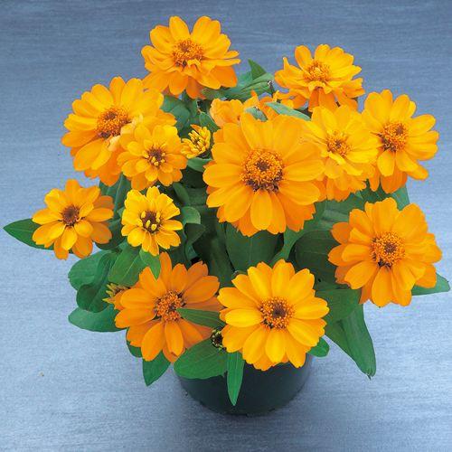花種 NL400 百日草（ジニア） ベリーズダブルオレンジ 小袋 [FZN744