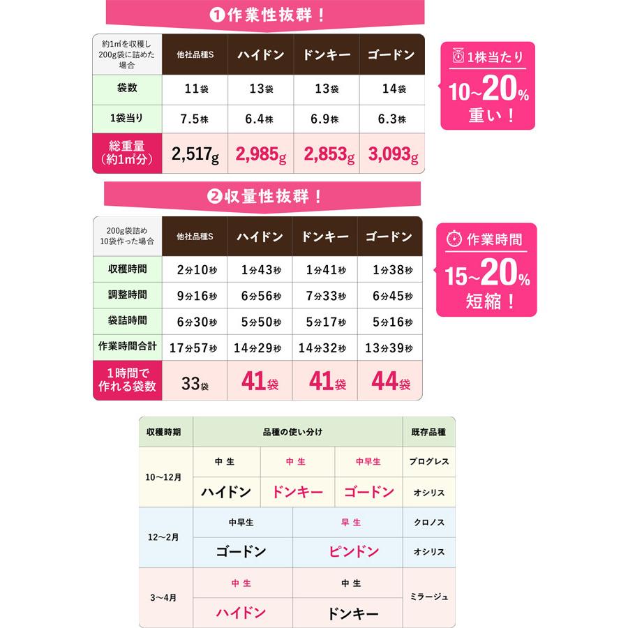 ホウレンソウ　ピンドン　M3万粒　PRIMAX種子｜yoshitaninougei｜05