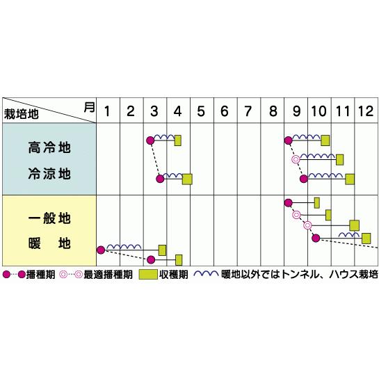 ホウレンソウ ドンキー M3万粒 PRIMAX種子 サカタのタネ : 吉谷農芸