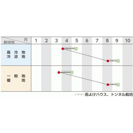 ジャスティス ホウレンソウ PRIMAX種子 サカタのタネ 春夏まき用 M3万