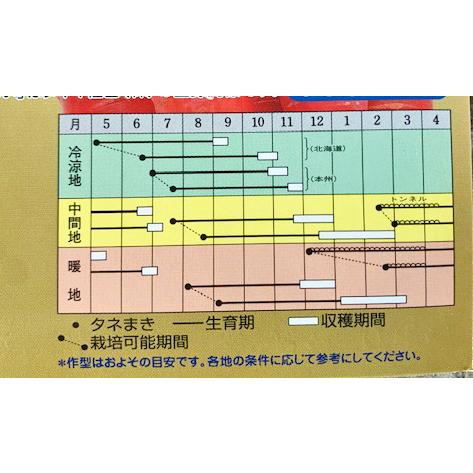 京くれないEX コート10000粒 人参種子 【タキイ交配】の画像