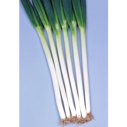 夏扇4号 1dl袋【根深ネギ種】【サカタのタネ】【野菜の種】 : 吉谷農芸