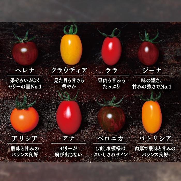 サカタのタネ トマト とまと オレンジアイコ PRIMAX 1000粒 アイコ トマト