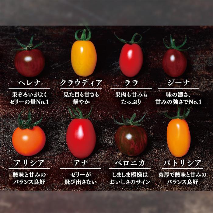 アナ ミニトマト種子 PRIMAX100粒 【トマト種】【サカタのタネ】【野菜