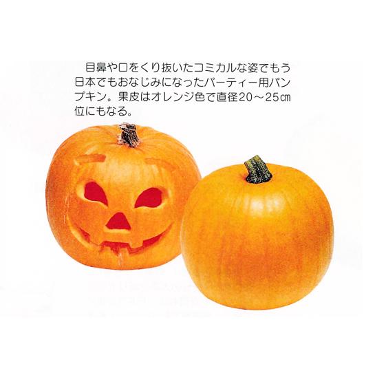 ハロウィーンカボチャ 種子 8粒 【観賞用種子】【南瓜の種】 : 吉谷