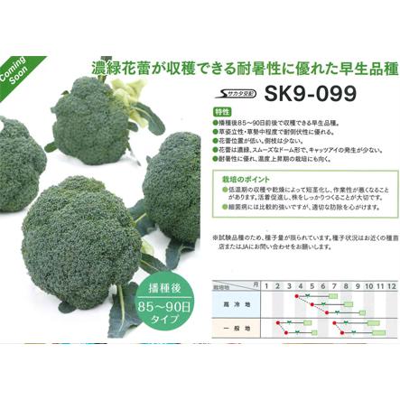SK9-099 ブロッコリー種子 ペレット5000粒 【野菜種子】【サカタ SK9-099 ブロッコリー種子 ペレット5000粒 【野菜種子】【サカタ