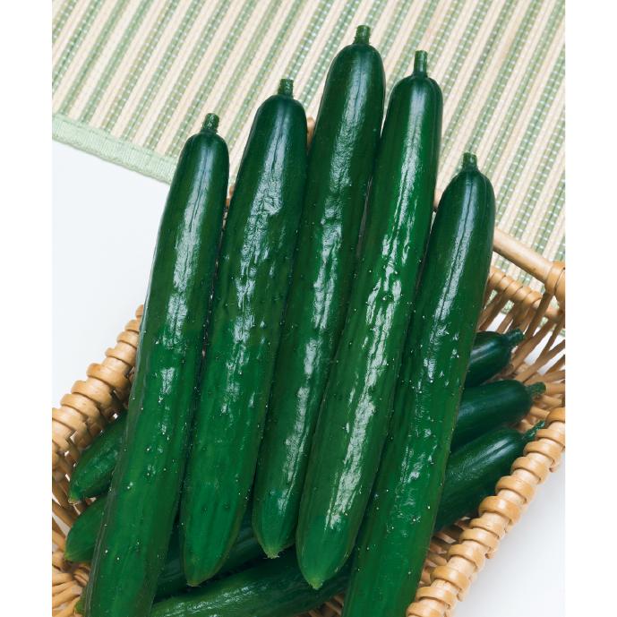 Vシュート 350粒 キュウリ種子 【タキイのタネ】【野菜の種】 : 吉谷