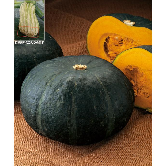 アカシア種子 500粒+ ac500 グラッセ カボチャ種子 500粒 【タキイのタネ】【野菜の種】 : 吉谷
