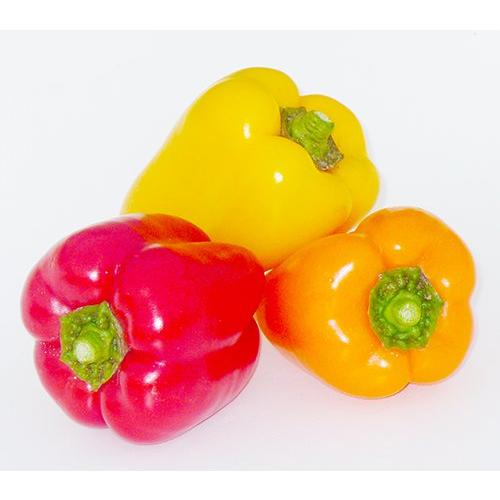 プルチーノイエロー 100粒 ミニパプリカ種子【野菜種子】【ナント種苗