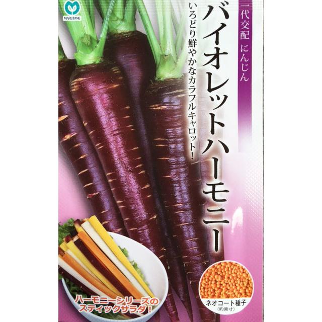 新入荷　超レア新品種　バイオレットシンフォニー(変異芽あり) (超大品) バイオレットハーモニー 人参種子 生種260粒【カラフルキャロット