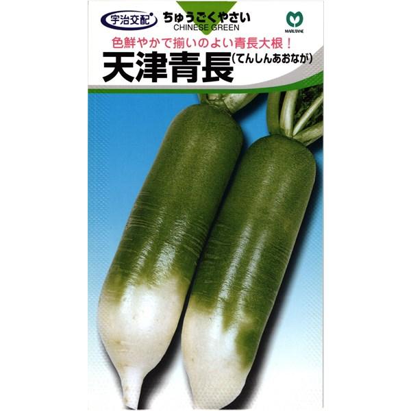 天津青長 4ml 小袋【丸種育成】【宇治交配】【野菜種子】【大根種子
