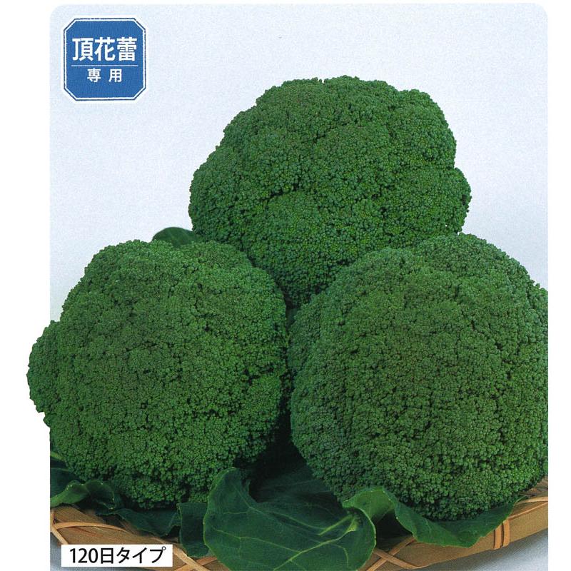 グランドーム ペレット5000粒 ブロッコリー種子 【野菜種子