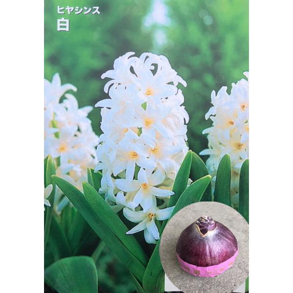 ヒヤシンス白色 品種（ホワイトパール）特大球（球周18〜19cm