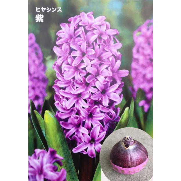 ヒヤシンス紫色 品種（ブルージャケット）特大球（球周16〜18cm
