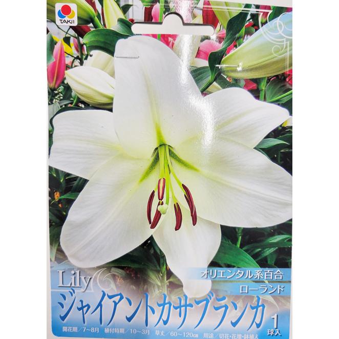 ジャイアントカサブランカ （白色） 1球 オリエンタル系百合