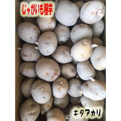 じゃがいも種子 キタアカリ 北海道産 3kg S〜Lサイズ 【馬鈴薯種