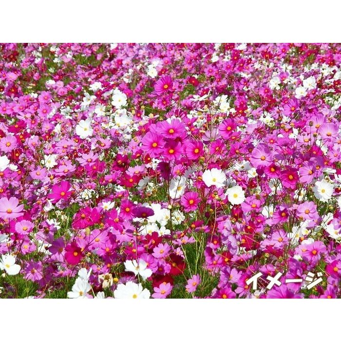 景観用コスモス センセーション混合 1dl 【花の種】【タキイのタネ