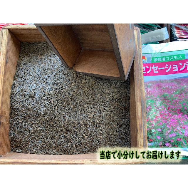 景観用コスモス センセーション混合 1dl 【花の種】【タキイのタネ