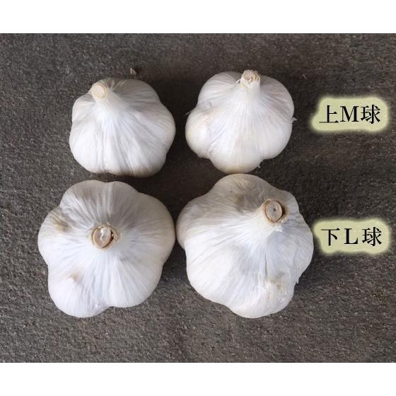 M10K青森県産ニンニク種子 ニューホワイト6片 Mサイズ10kg（kg‥17