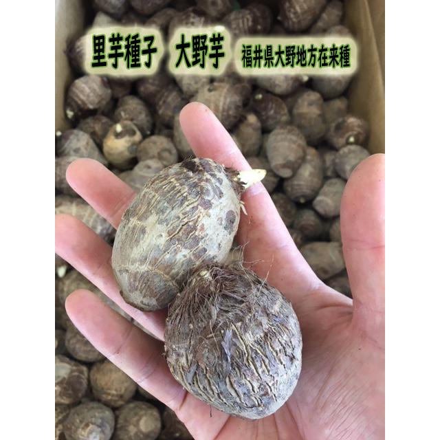 里芋種子 福井県大野地区在来種 大野芋 1kg【里芋】【種芋】 : 吉谷