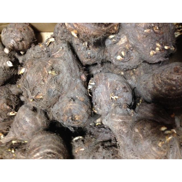 里芋種子 八つ頭芋 1kg 【赤茎】【【縁起物】【千本ズイキ 里芋種子 八つ頭芋 1kg 【赤茎】【【縁起物】【千本ズイキ