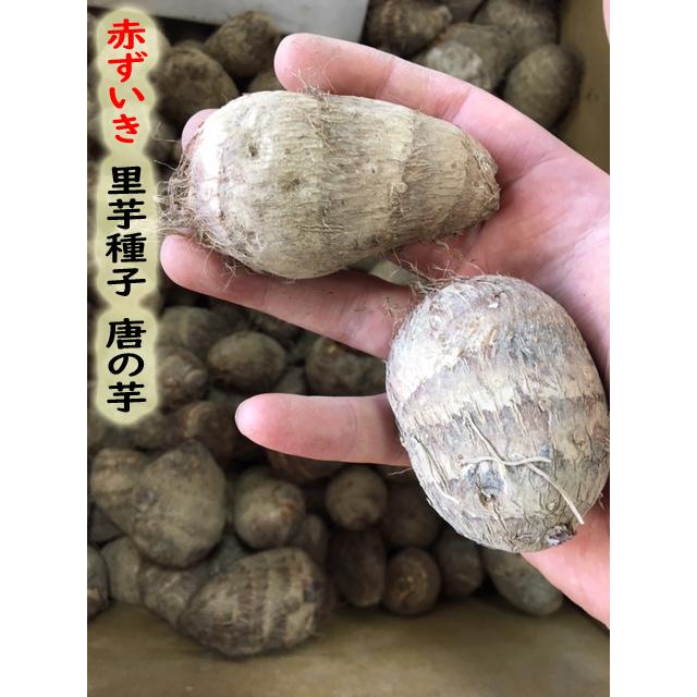 里芋種子 唐の芋 1kg【里芋】【サトイモ種芋】 : 吉谷農芸Yahoo!店