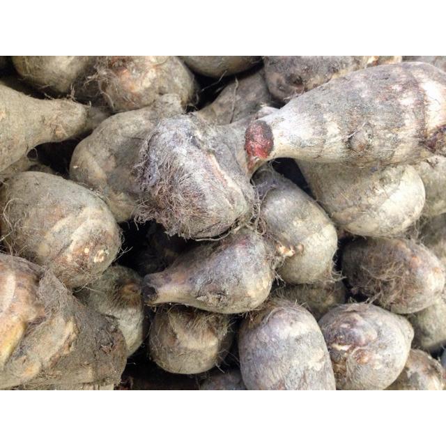 里芋種子 唐の芋 1kg【里芋】【サトイモ種芋】 : 吉谷農芸Yahoo!店