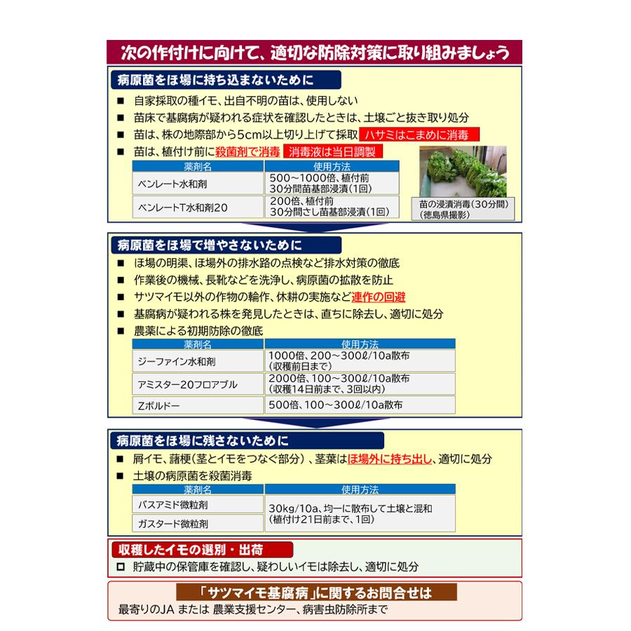 2025年 予約商品】紅はるか 10本 サツマイモ切り苗 （登録品種
