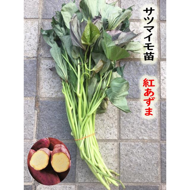 2026年 予約商品】紅あずま サツマイモ切り苗 10本【芋ズル】【薩摩芋