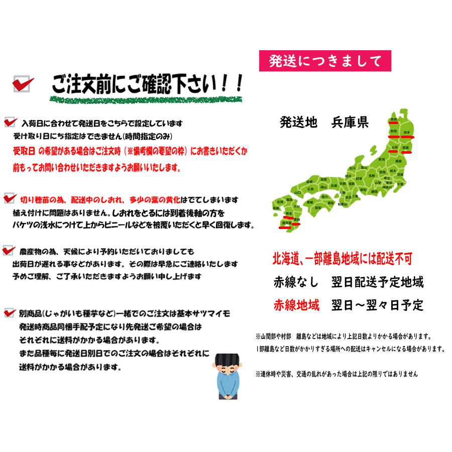 イモズル(安納紅種) 切苗100本 発送日指定可 安納紅 11月