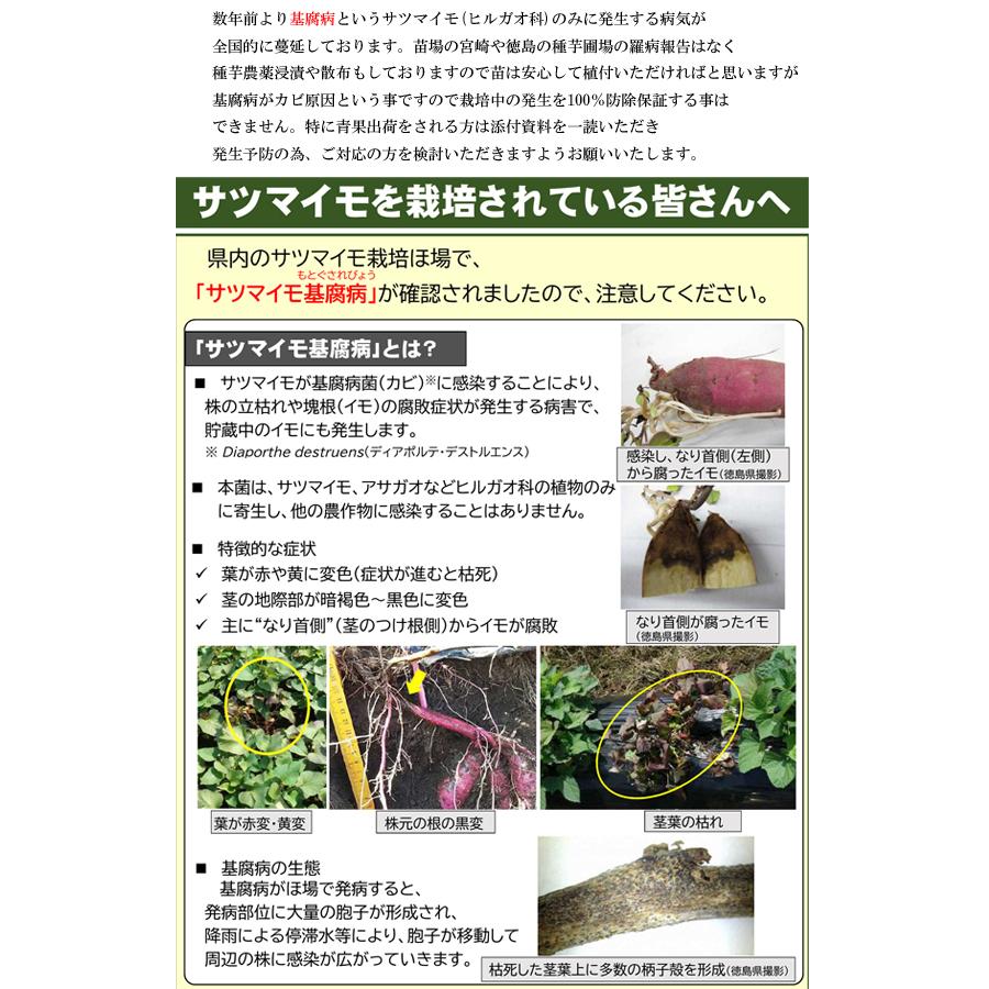 2026年 予約商品】紅あずま サツマイモ切り苗 10本【芋ズル】【薩摩芋