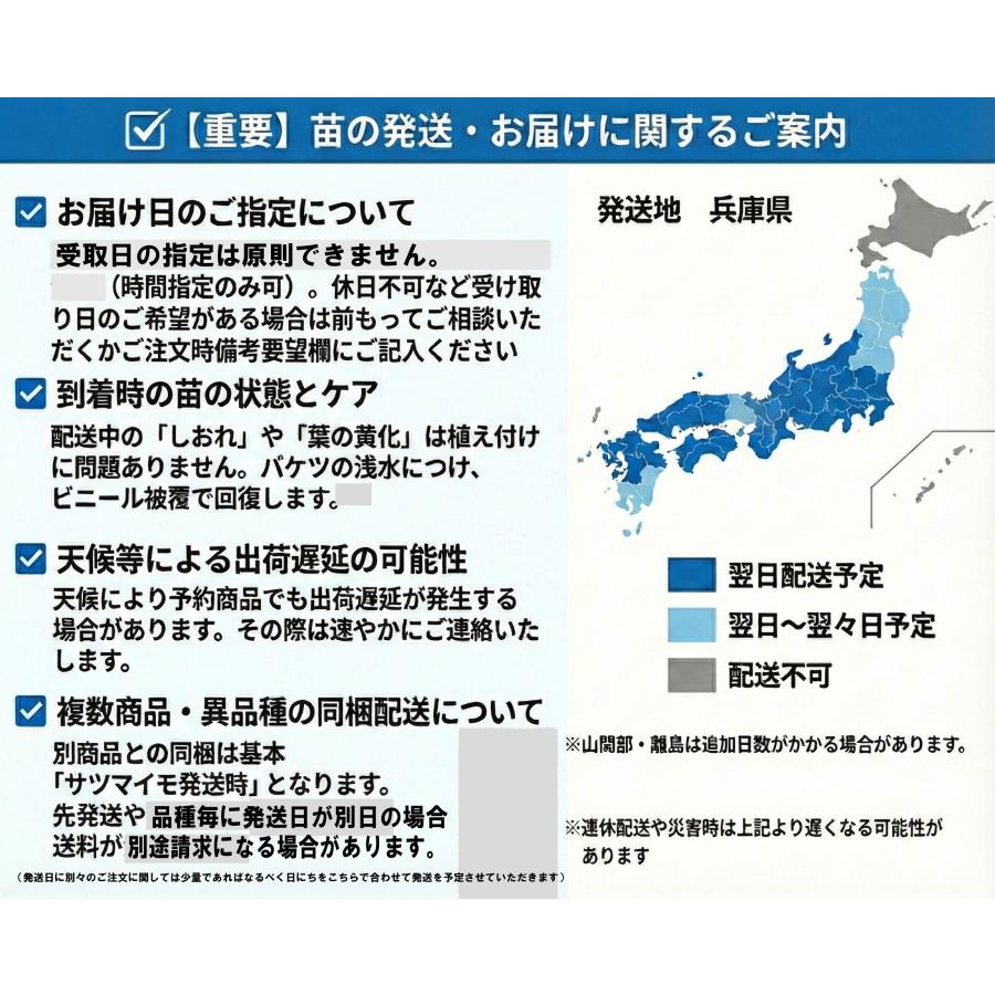2026年 予約商品】ふくむらさき 紫芋 10本 サツマイモ切り苗(登録品種