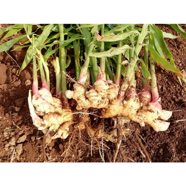 長崎県産 種子用大しょうが 大生姜種 20kg【お徳用】【種生姜 長崎県産 種子用大しょうが 大生姜種 20kg【お徳用】【種生姜