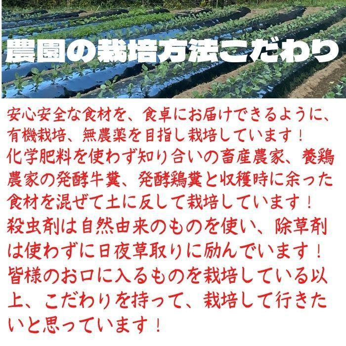 送料無料 有機栽培 無農薬 有機野菜6〜8品セット :0001:吉本ファーム - 通販 - Yahoo!ショッピング 送料無料 有機栽培 無農薬 有機野菜6〜8品セット :0001:吉本ファーム - 通販 - Yahoo!ショッピング