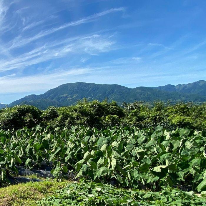 お試し有機野菜4〜6品セット 送料無料 有機栽培 無農薬｜yosimoto-farm｜06