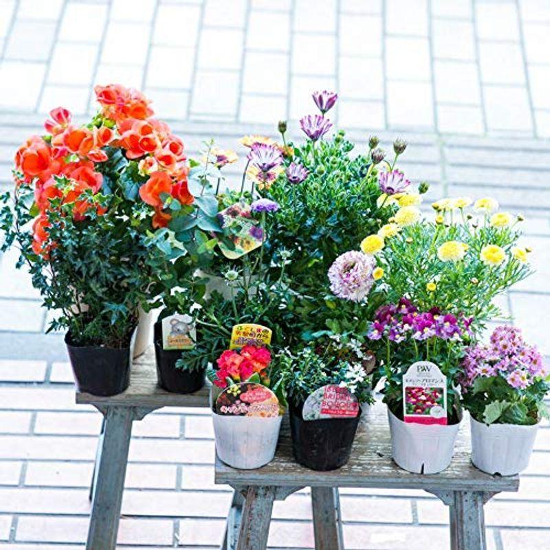 3年保証 鉢花 ガーデニングや寄せ植えに最適 何が入っているかは届いてからのお楽しみ マケプレお急ぎ便対応季節の鉢物福袋セット 鉢植え フラワー 苗物 植木鉢 Binghamtonhots Com