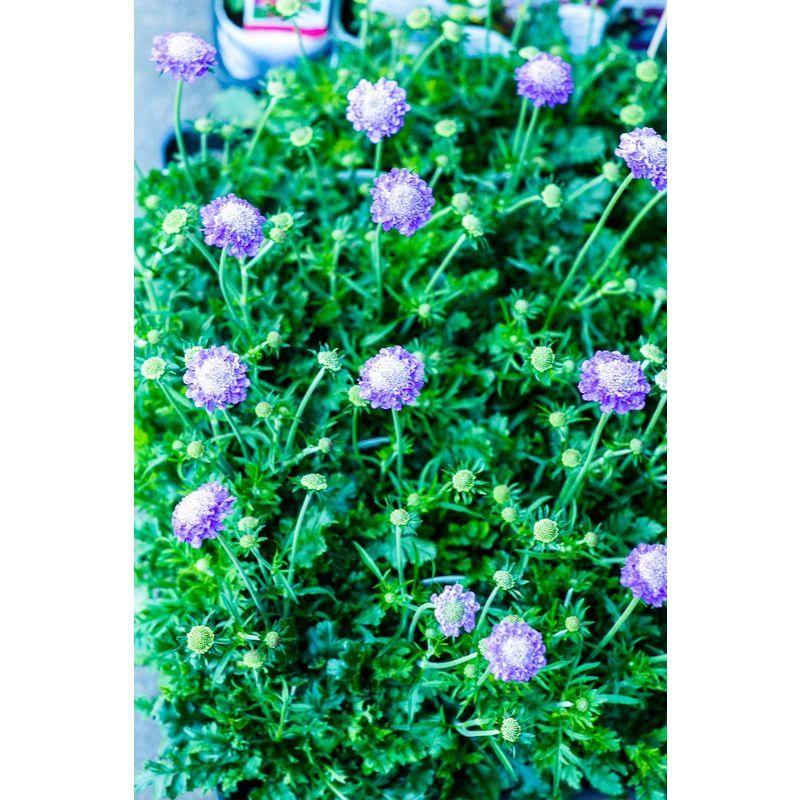 3年保証 鉢花 ガーデニングや寄せ植えに最適 何が入っているかは届いてからのお楽しみ マケプレお急ぎ便対応季節の鉢物福袋セット 鉢植え フラワー 苗物 植木鉢 Binghamtonhots Com