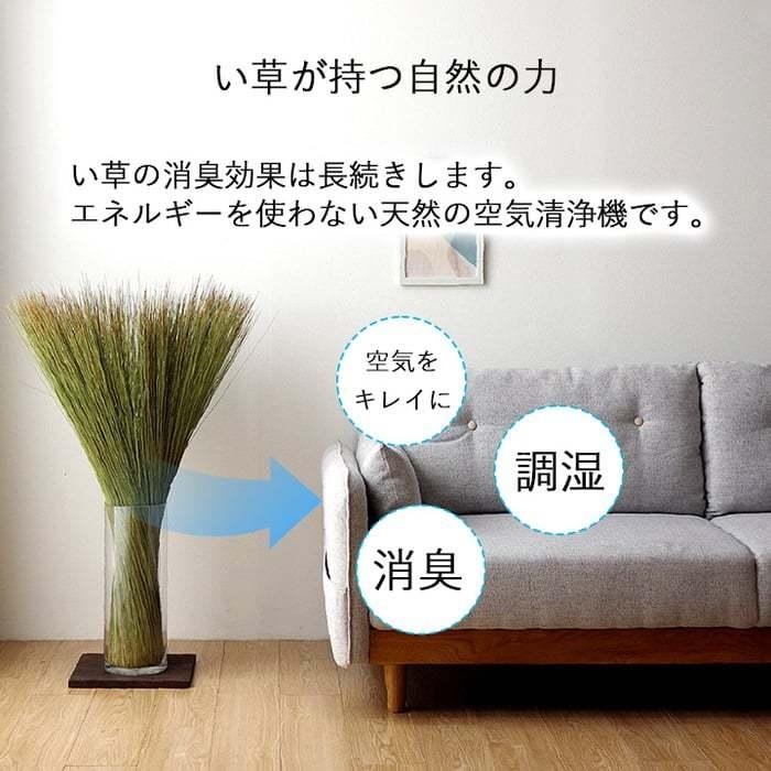 イケヒコ 観葉植物 い草 オブジェ インテリア 置物 日本製 消臭 空気