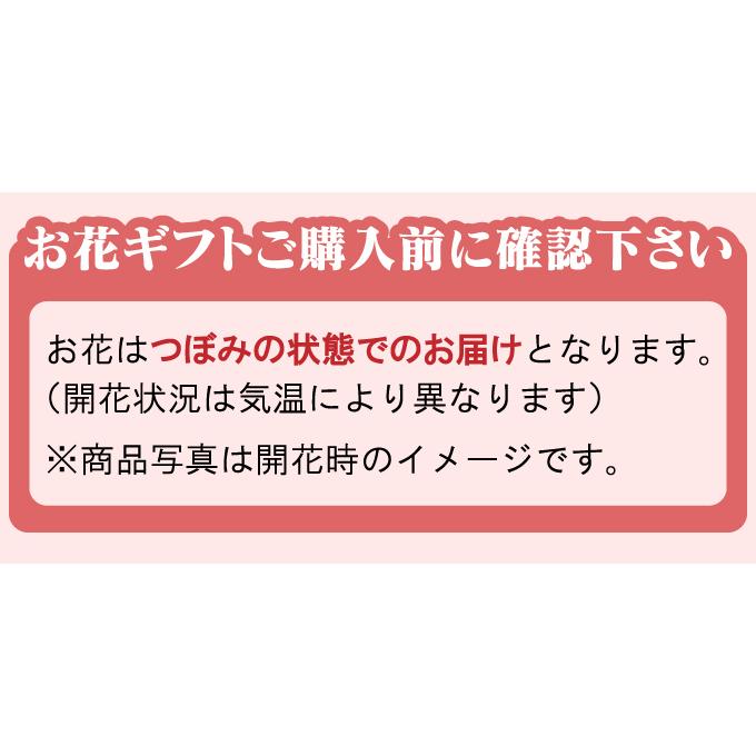 送料無料 母の日 アジサイ鉢植え マジカルレボリューション レインボー アジサイ 鉢植え 花 長持ち おしゃれ プレゼント ギフト 母の日ギフト 注文締切5月5日｜youkoso-gift｜06