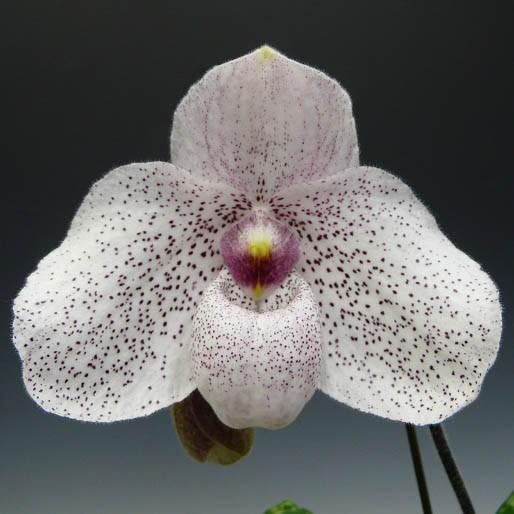 花なし株】 パフィオペディラム バンダ エム ペアマン Paph.Vanda M