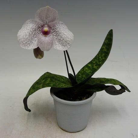 花なし株】 パフィオペディラム バンダ エム ペアマン Paph.Vanda M