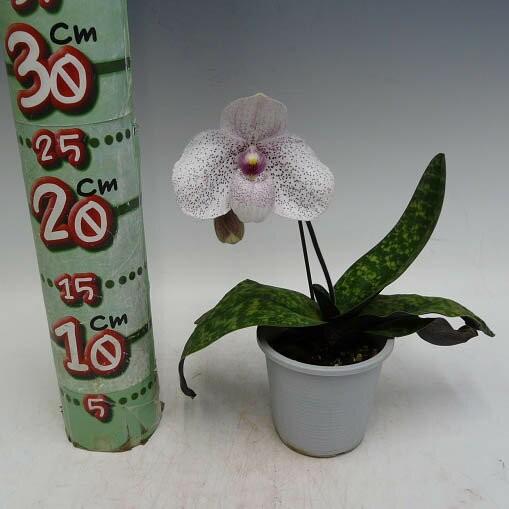 Paph. Vanda M Pearmar　洋蘭　洋ラン　パフィオ交配種 花なし株】 パフィオペディラム バンダ エム ペアマン Paph.Vanda M